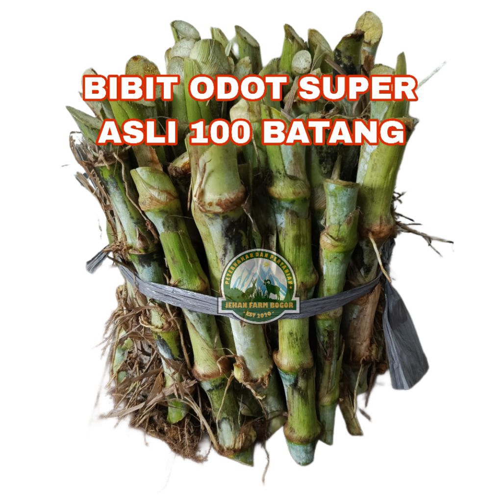 BIBIT ODOT SUPER 100 BATANG ATAU ODOT JUMBO PAKAN TERNAK DOMBA KAMBING SAPI