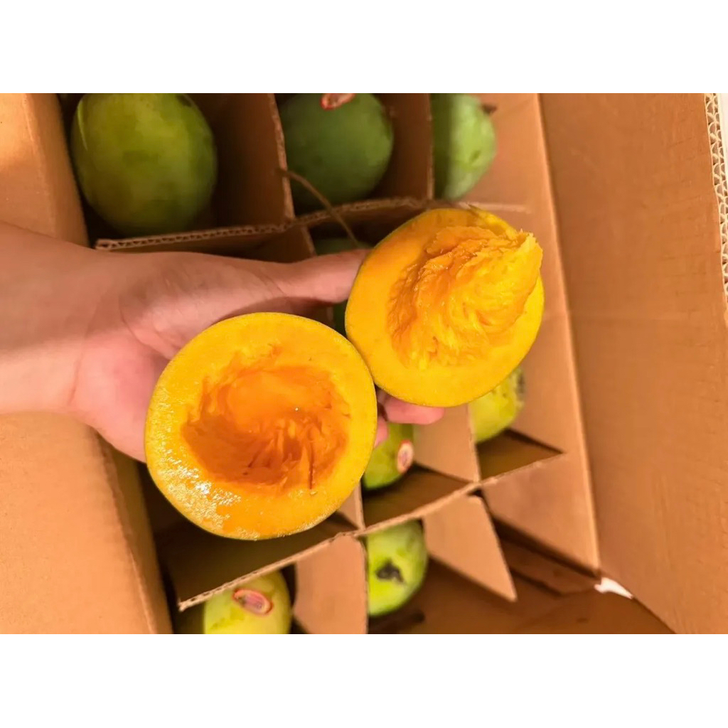 Mangga Alpukat - Mangga Matang Manis Legit