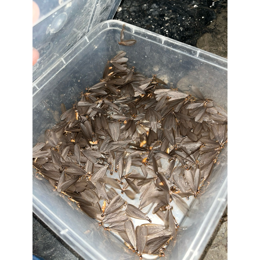 laron hidup dan mati campur umpan mancing wader,lele dll