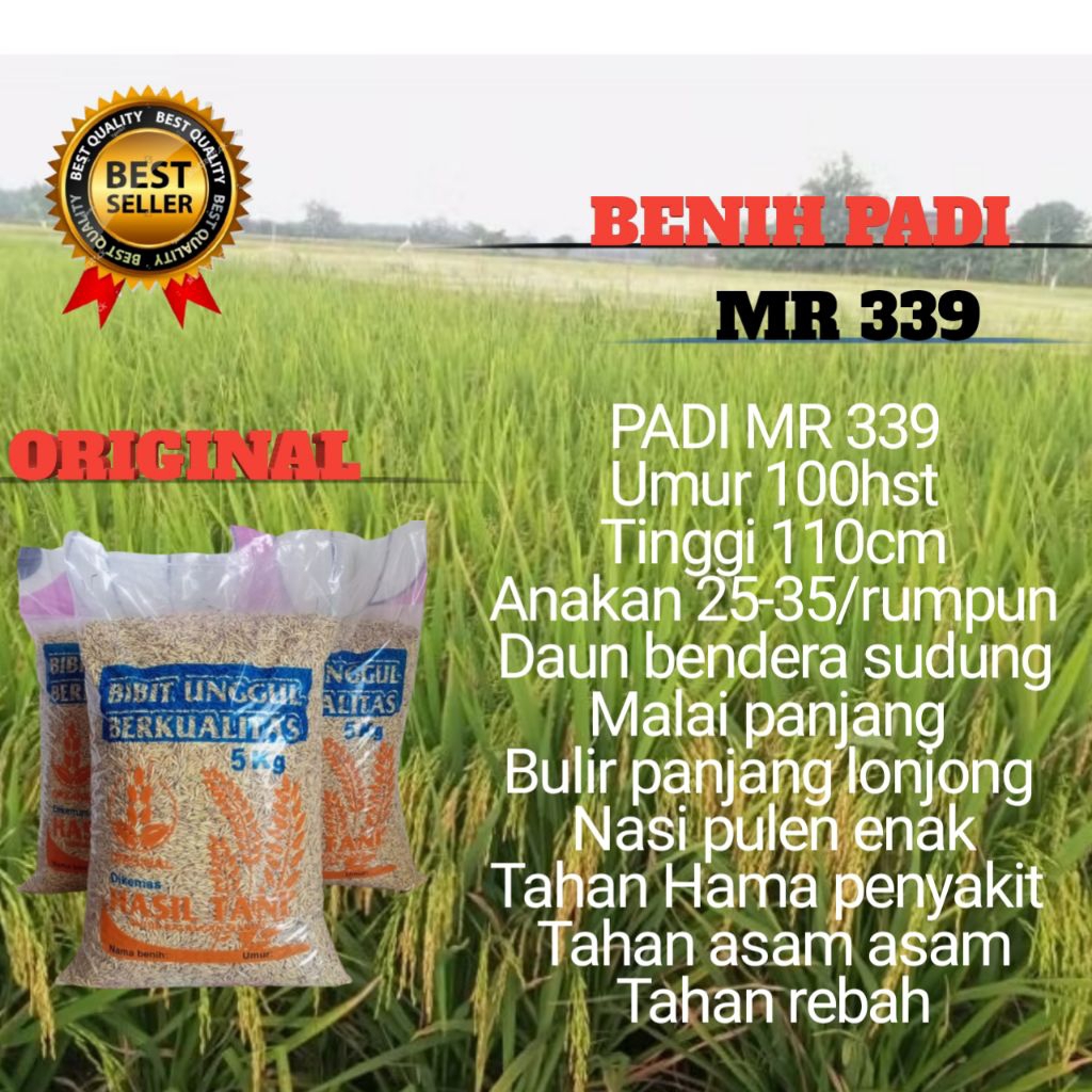 BENIH PADI UNGGUL MR 339 ORIGINAL 1KG