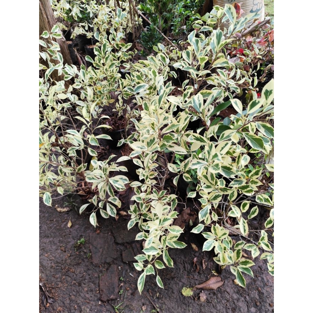 bahan bonsai kimeng varigata