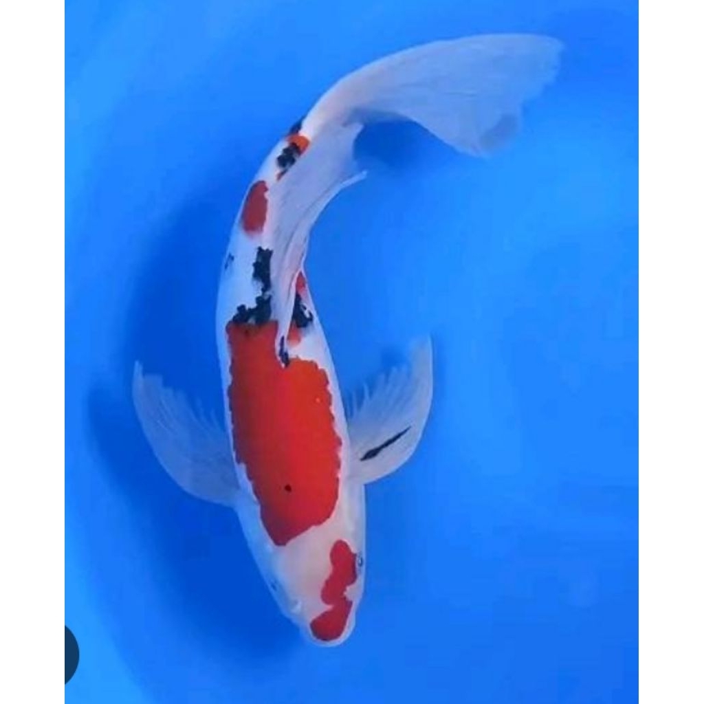 bibit kohaku sanke kumpay sleyer