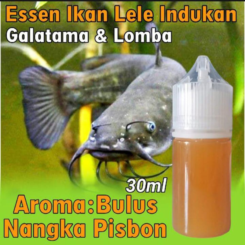 Essen Lele Paling Gacor, Essen Ikan Lele Galatama, Essen Ikan Lele Indukan, Essen Ikan Lele Galapung