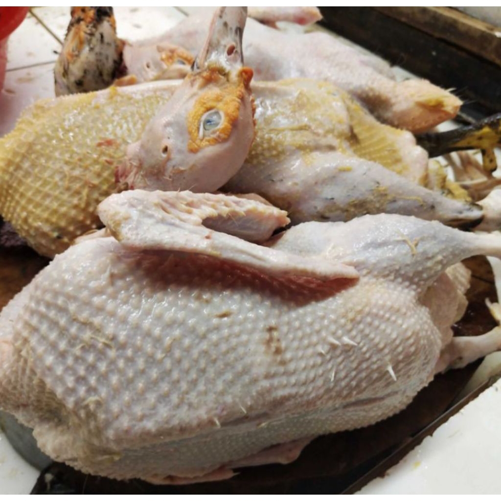 entok potong 1 ekor berat 2kg