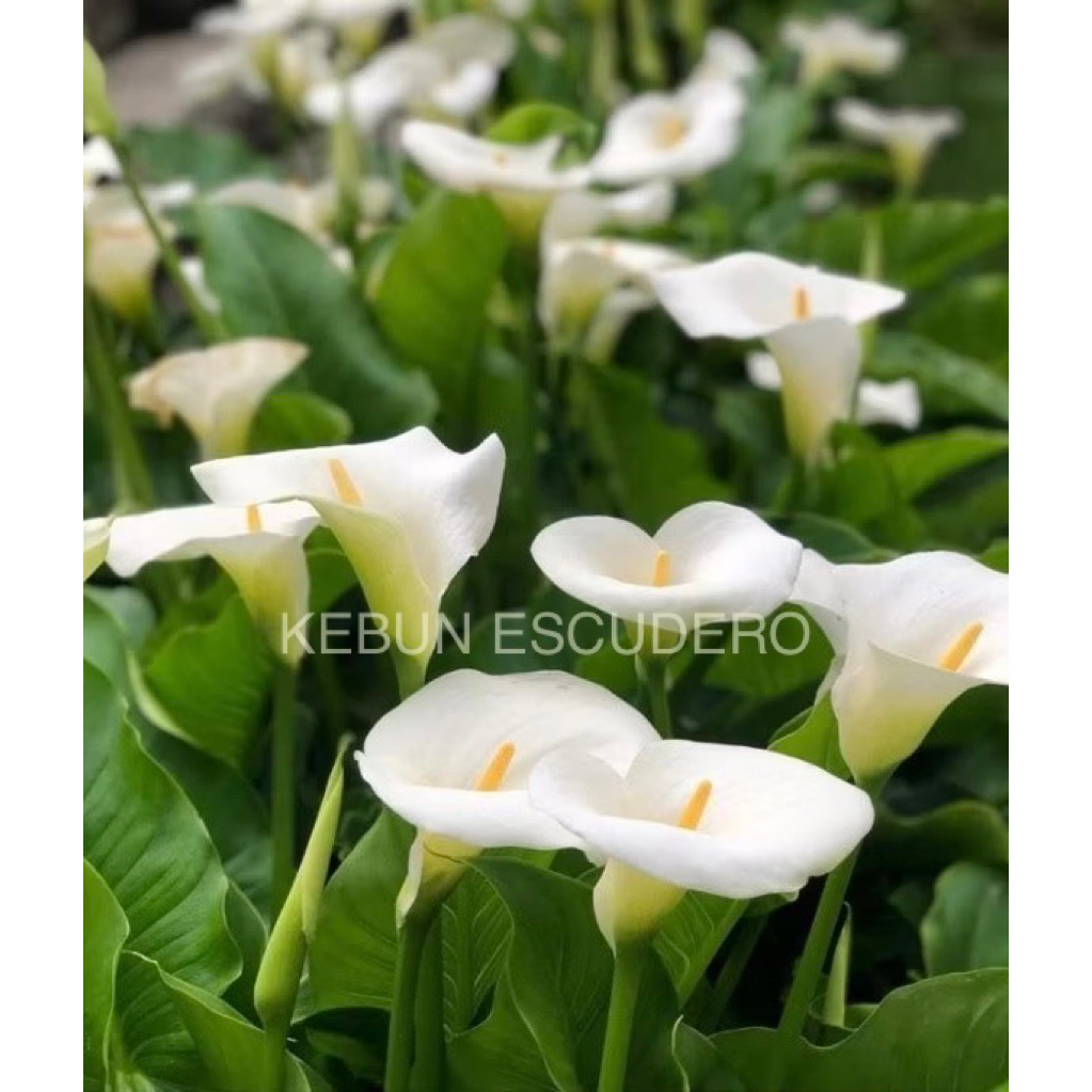 Bunga Potong Calla Lily Fresh Per Ikat - 10 Tangkai Bunga Potong Calla Lily Putih - Tanaman Calla Li