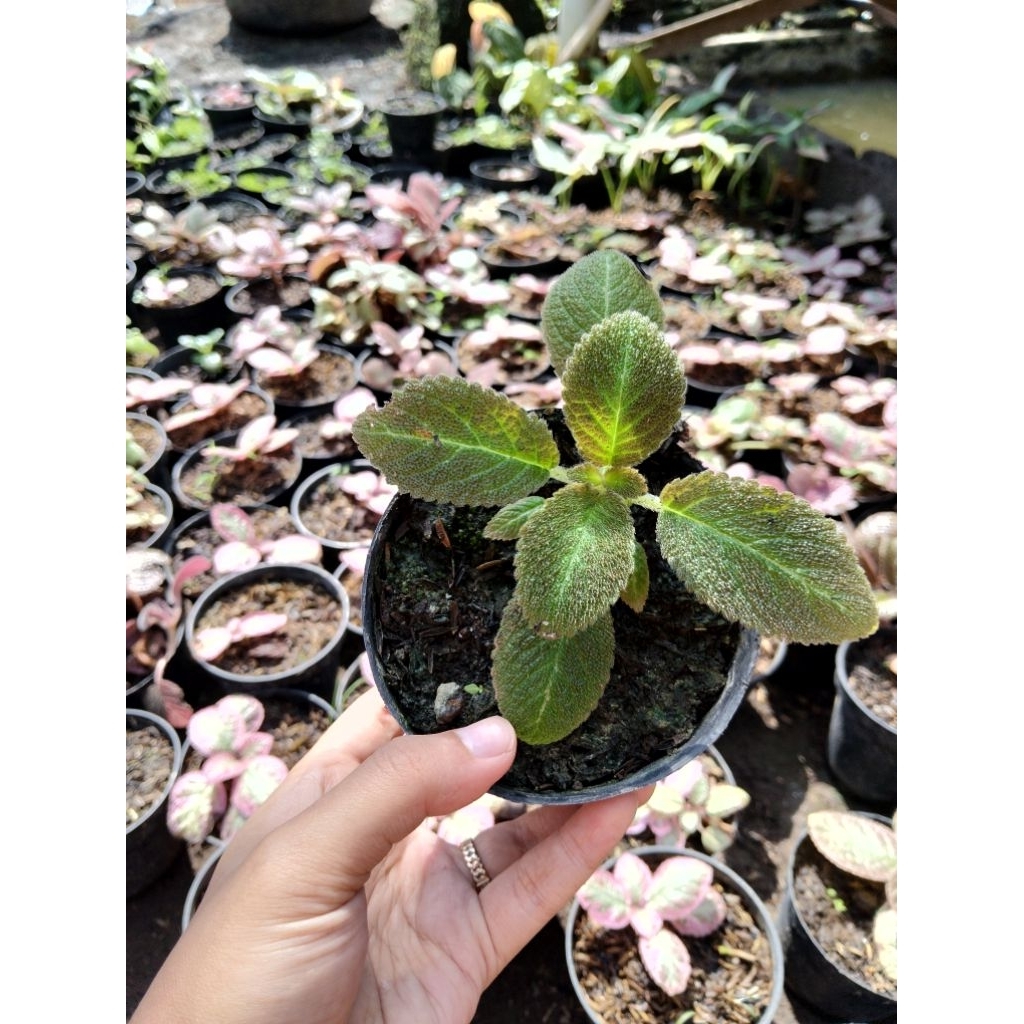 episcia lilacina bunga berwarna ungu