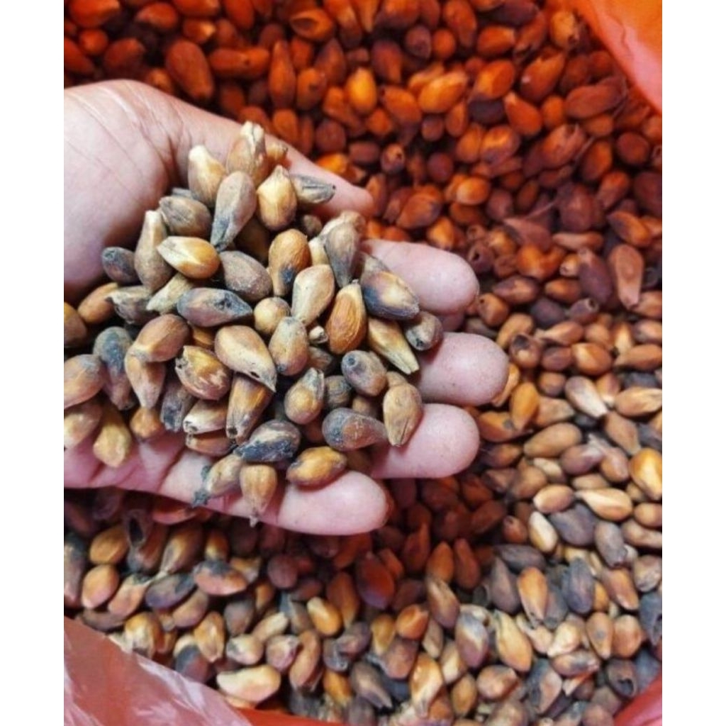 Biji Gmelina/ Gemelina / Jatuh Putih 1kg