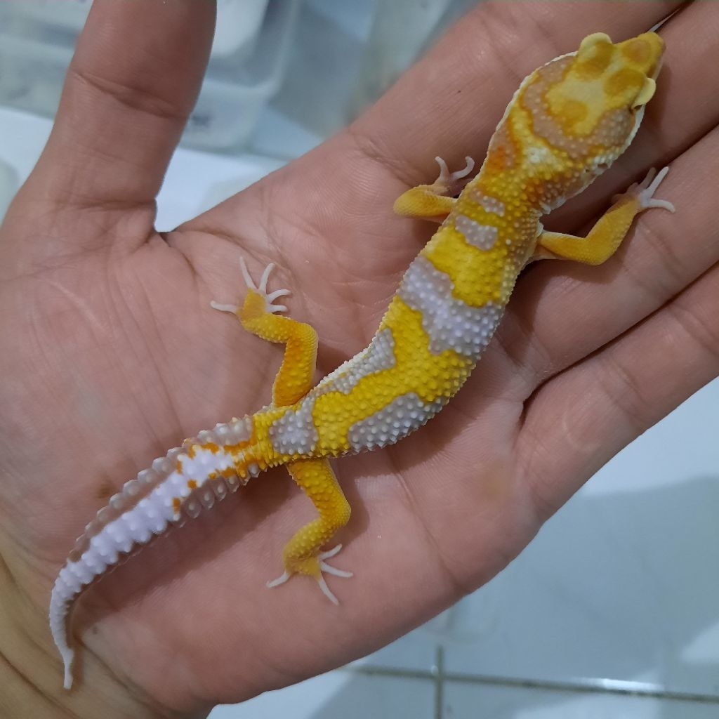 Mainan Anak Remaja Gecko Leopard Albin0 Emerine RS 2