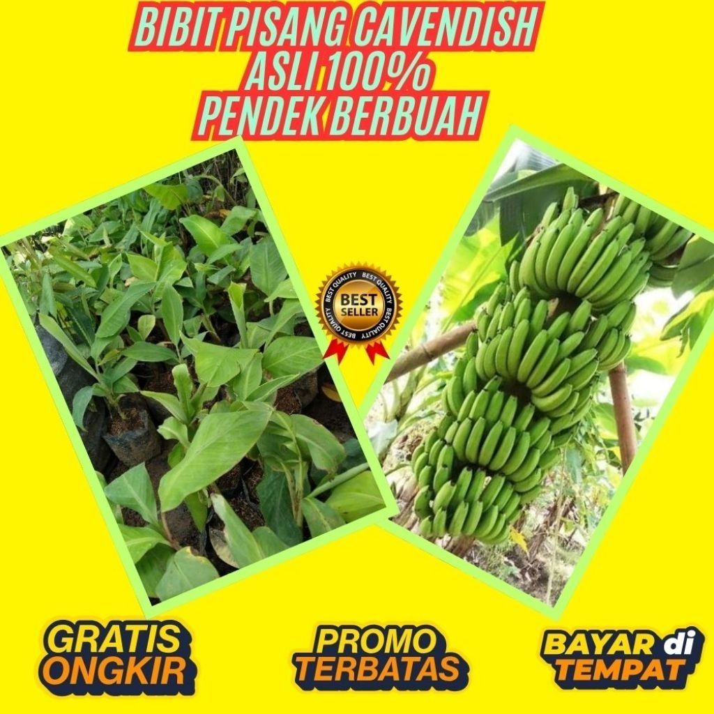 PROMO  Bibit Pisang Cavendish Asli Bibit Pisang Cavendish Cj40