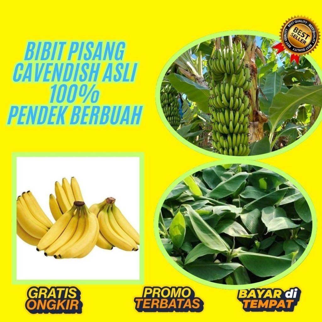 TERJAMIN AMAN !! Bibit Pisang Cavendish Pendek  Bibit Pisang Cavendish Sunpride  Bibit Pisang Cavend