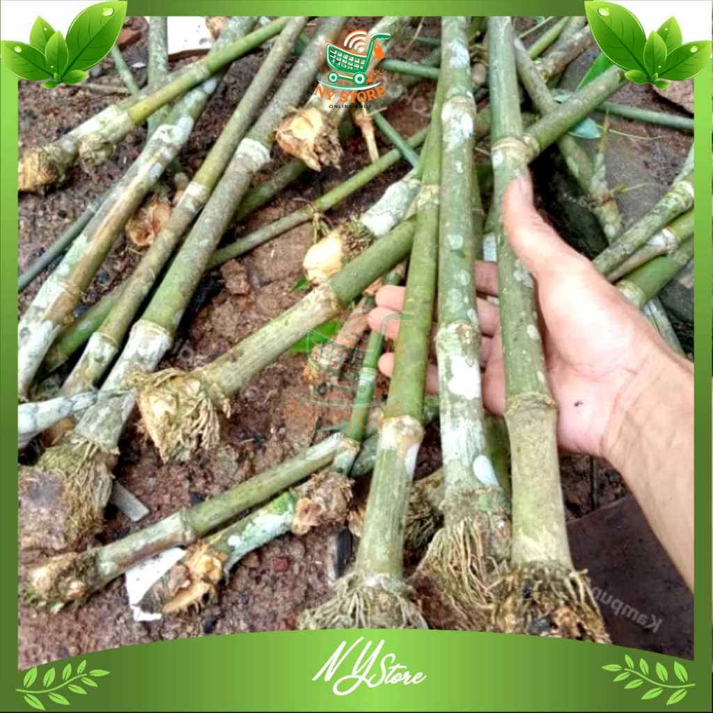 1 BIBIT BAMBU PETUNG / BAMBU BETUNG / BAMBU JUMBO SIAP TANAM