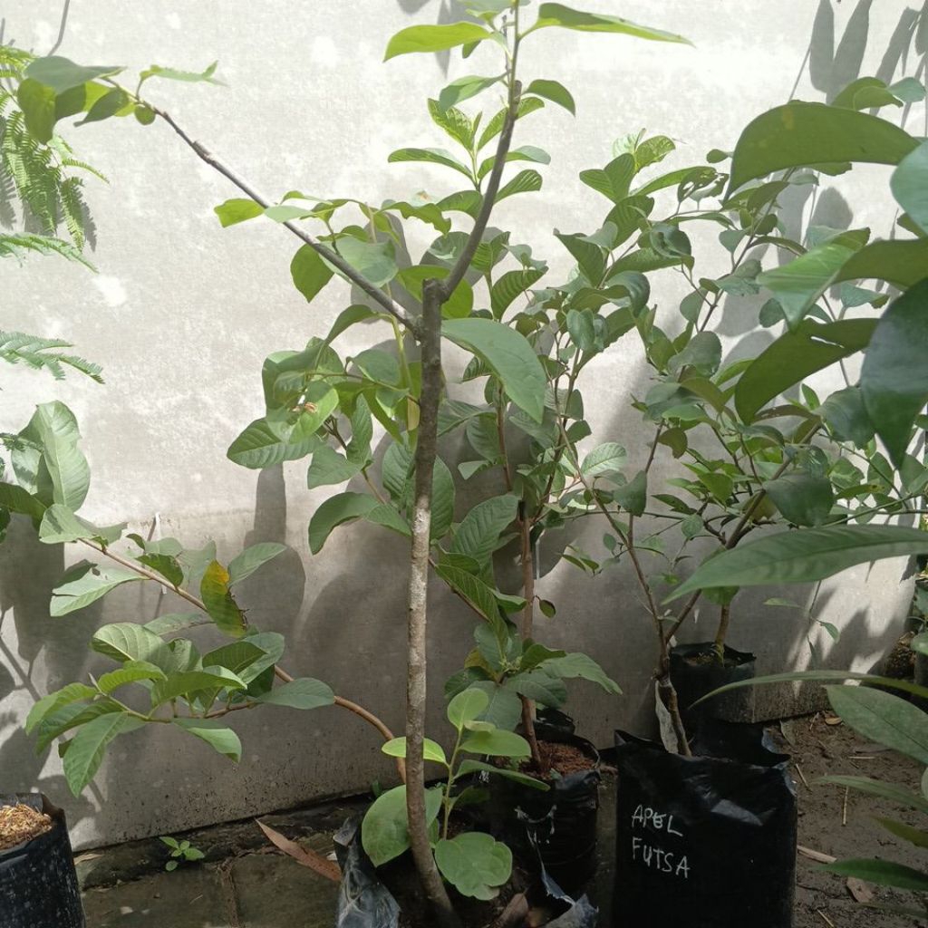 bibit kesemek jumbo