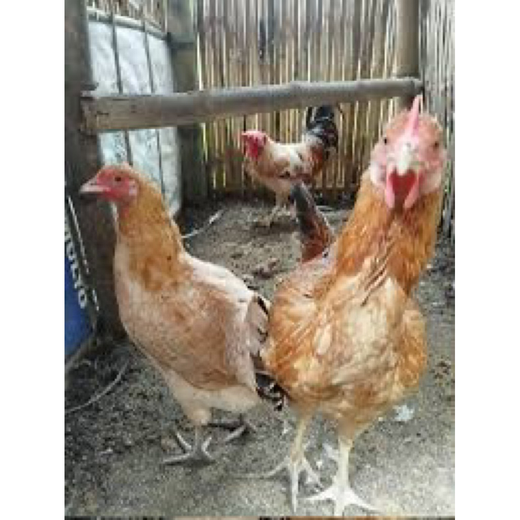 TELUR FERTIL AYAM AKY UNTUK DI TETASKAN