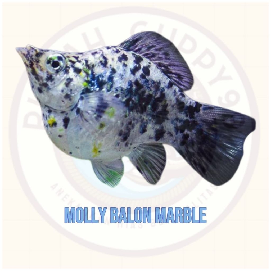 Ikan molly marble balon