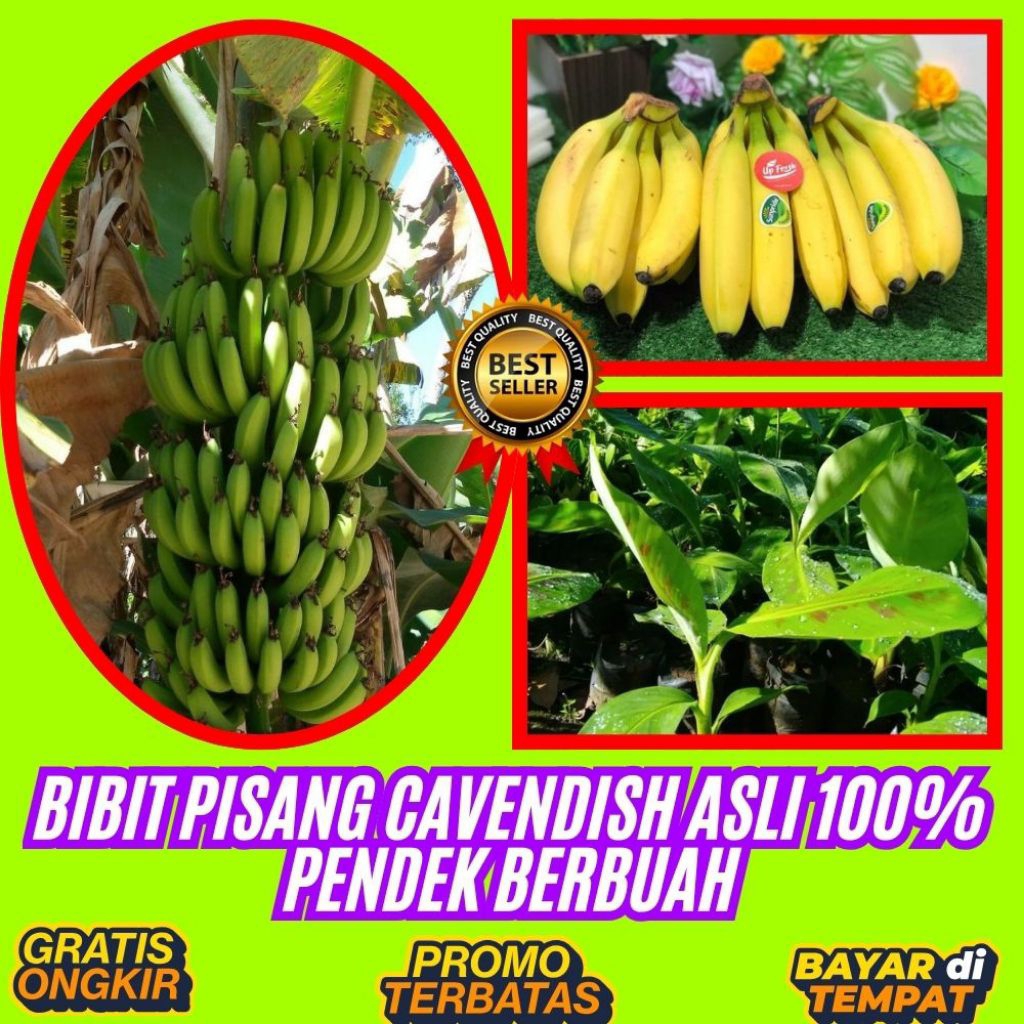 TERBUKTI ASLI  Benih Pisang Cavendish Super  Benih Pisang Cavendish Yang Bagus  Benih Pisang Cavendi