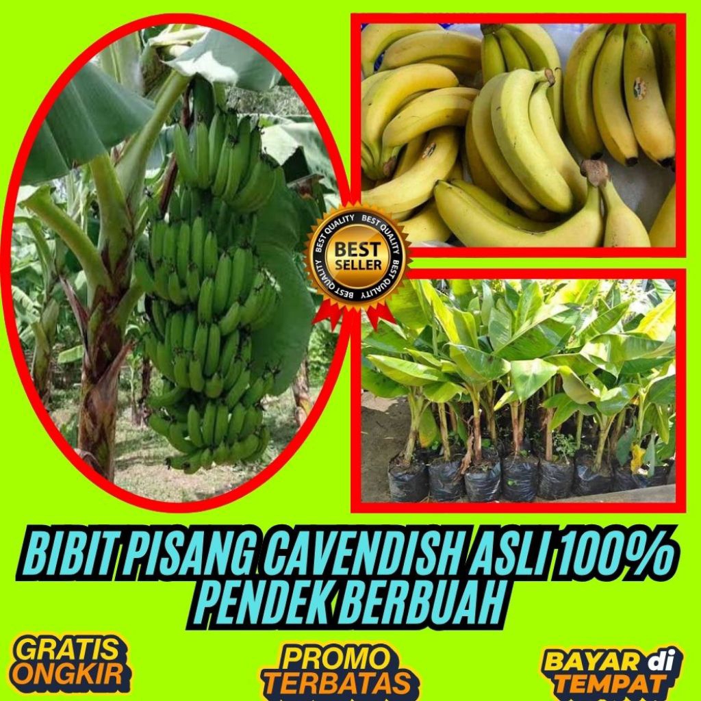ASLI  Benih Pisang Cavendish Yang Bagus Benih Pisang Cavendish Yang Super Besar Tanaman Pisang Caven
