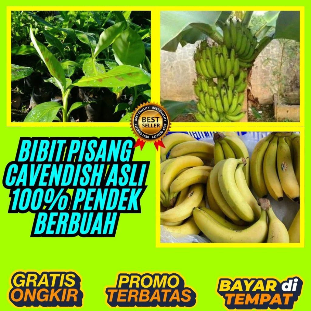 BIBIT SUPER  Tanaman Pisang Cavendish Pendek Tanaman Pisang Cavendish Super  Tanaman Pisang Cavendis