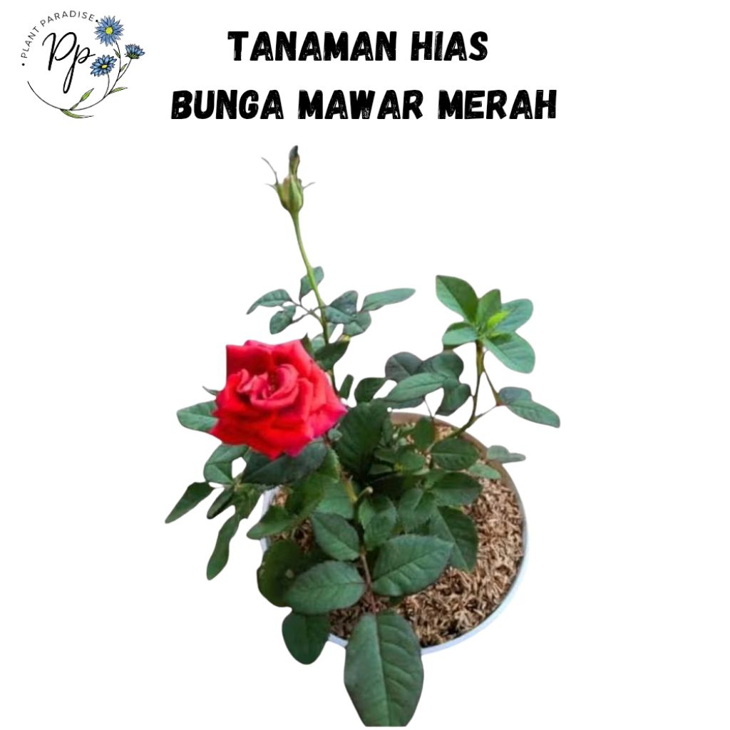 Tanaman Hias Bunga Mawar Merah Asli Bibit Tanaman Hias Bunga Mawar Merah