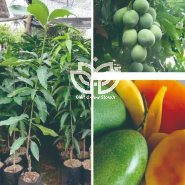 Bibit Mangga Manalagi Buah Jumbo Genjah Produktif 100k Dapat 4Bibit
