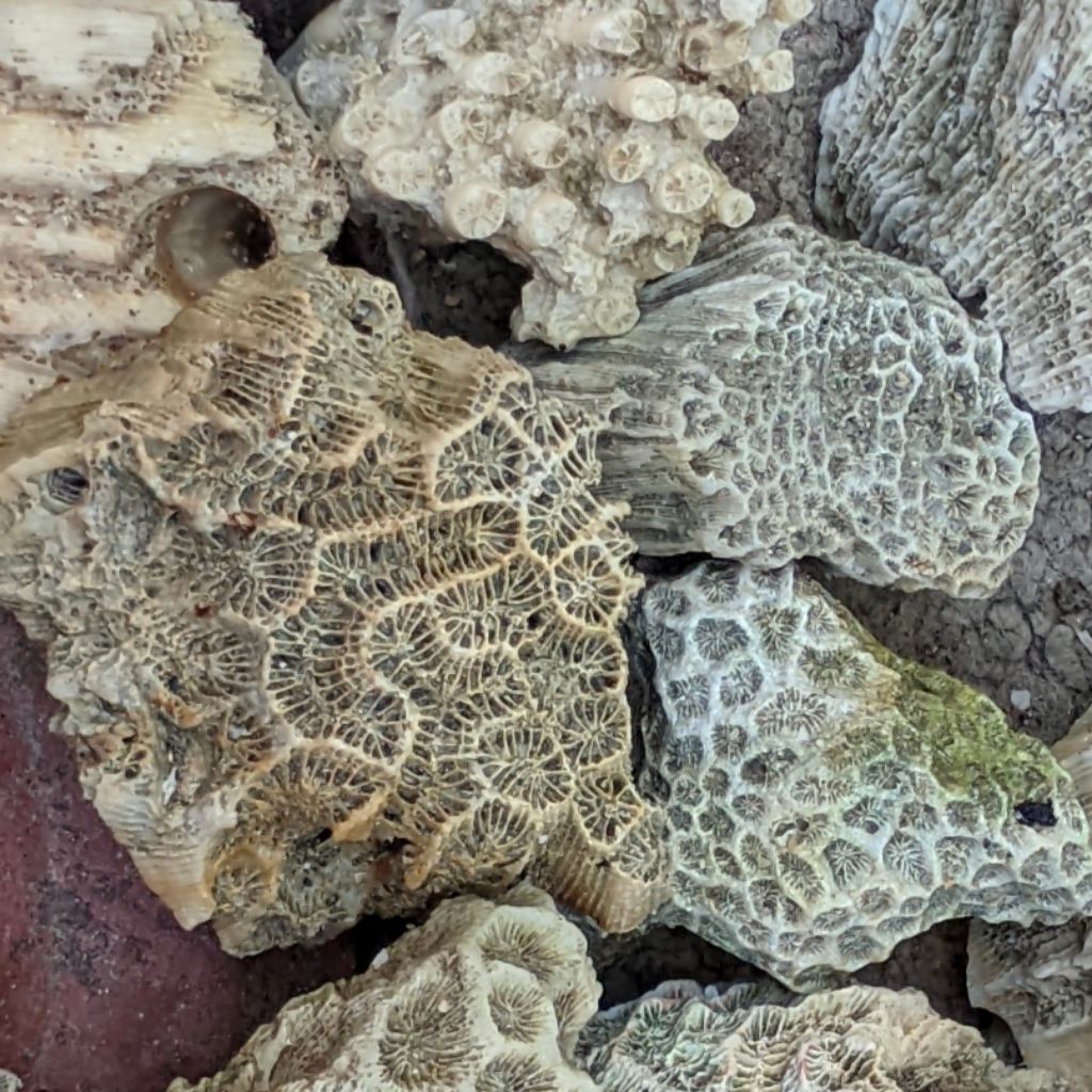 Batu karang hias Aquarium