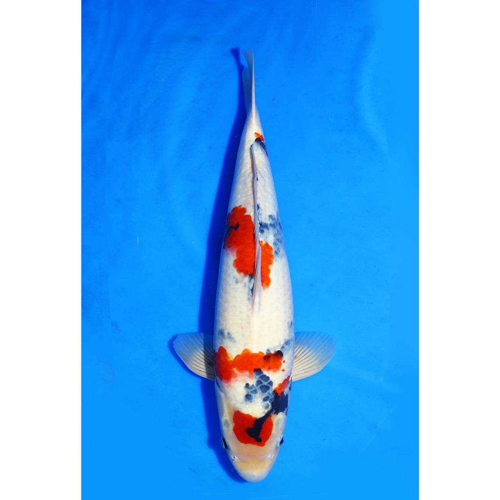 Koi Import Showa Isa Koi Farm Size 47 cm