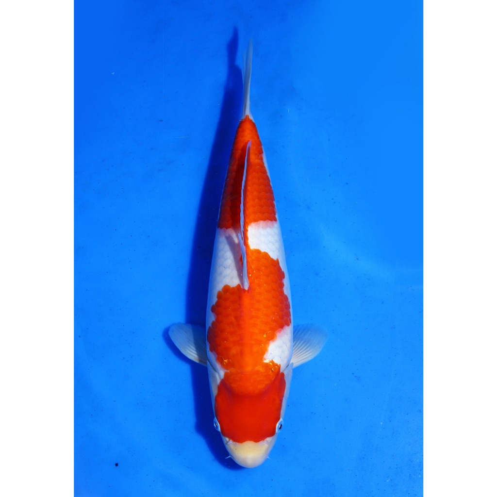 Koi Import Kohaku Marudo Koi Farm Size 35 cm