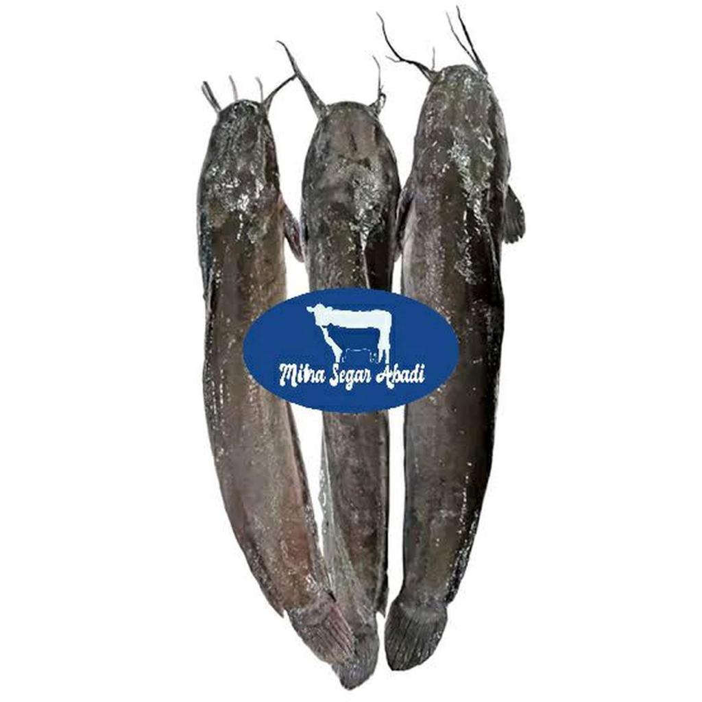 Ikan Lele Frozen @1kg - Frozen