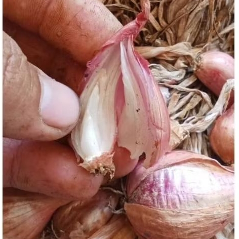 5 KG BIBIT BAWANG MERAH BAUCI (BAUJI) MANJUNG SIAP TANAM DAN SIAP TUMBUH