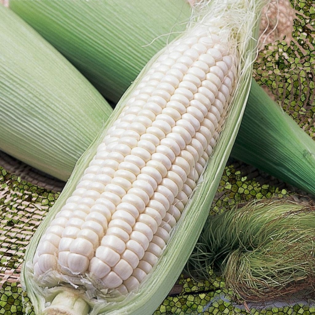 Benih Jagung Ketan Putih