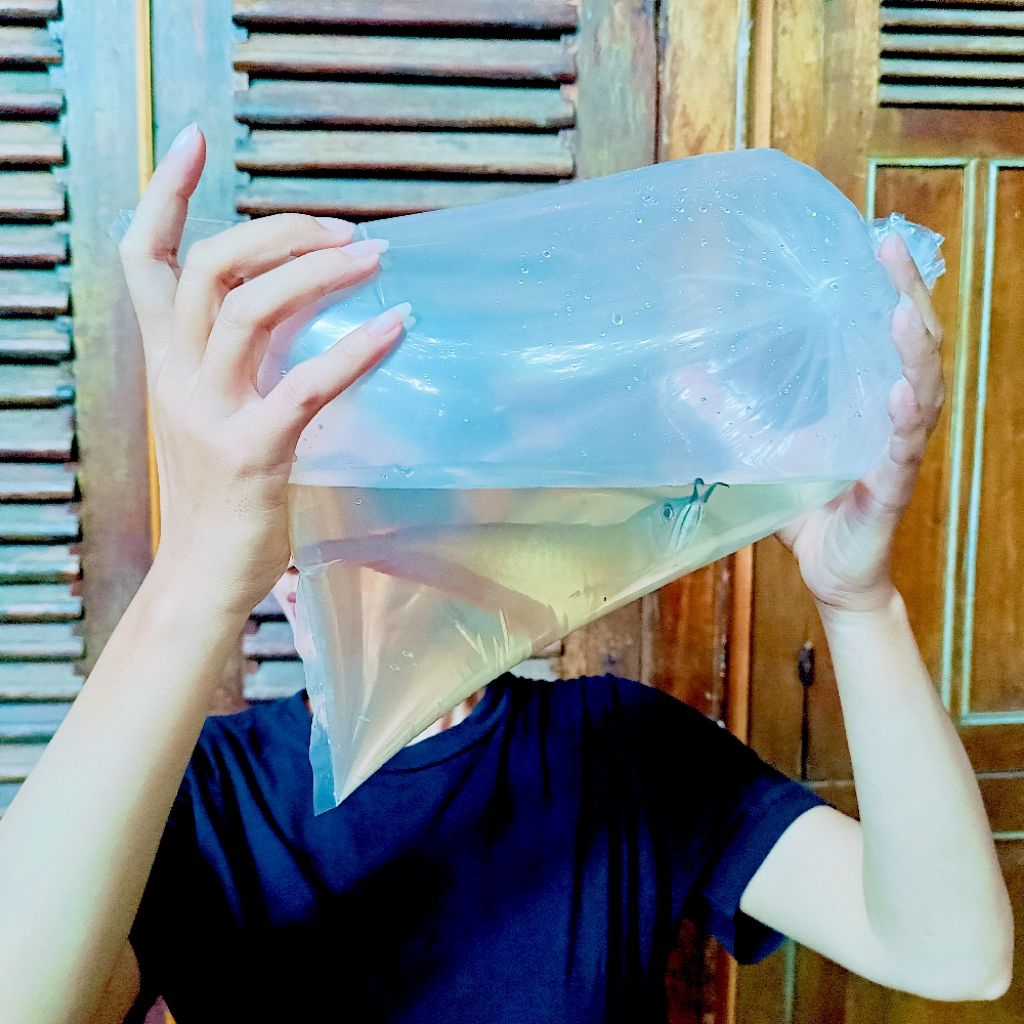 PLASTIK ARWANA SILVER RED 25 cm