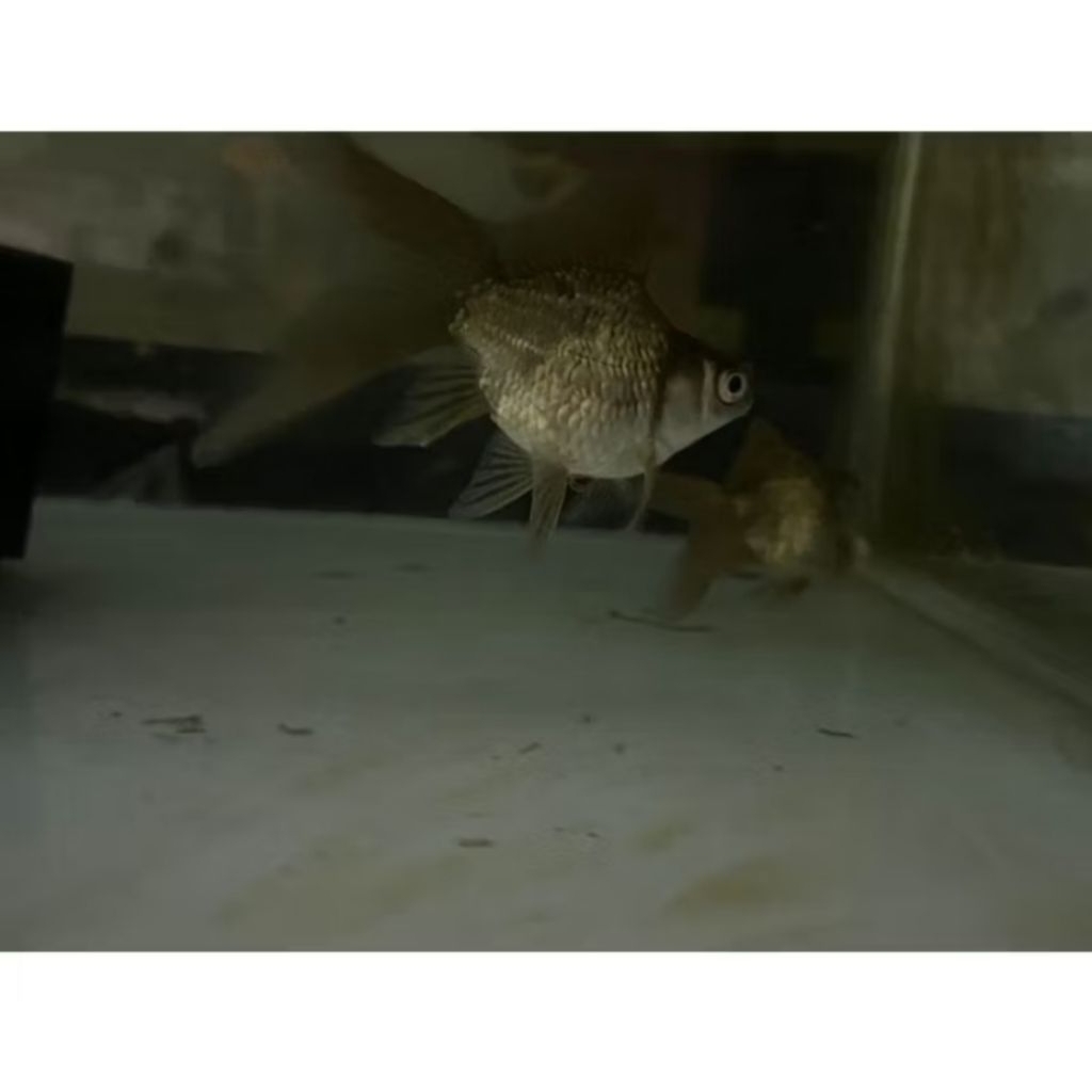 IKAN HIAS KOI KARASU SLAYER SIZE 8-10 CM PER EKOR