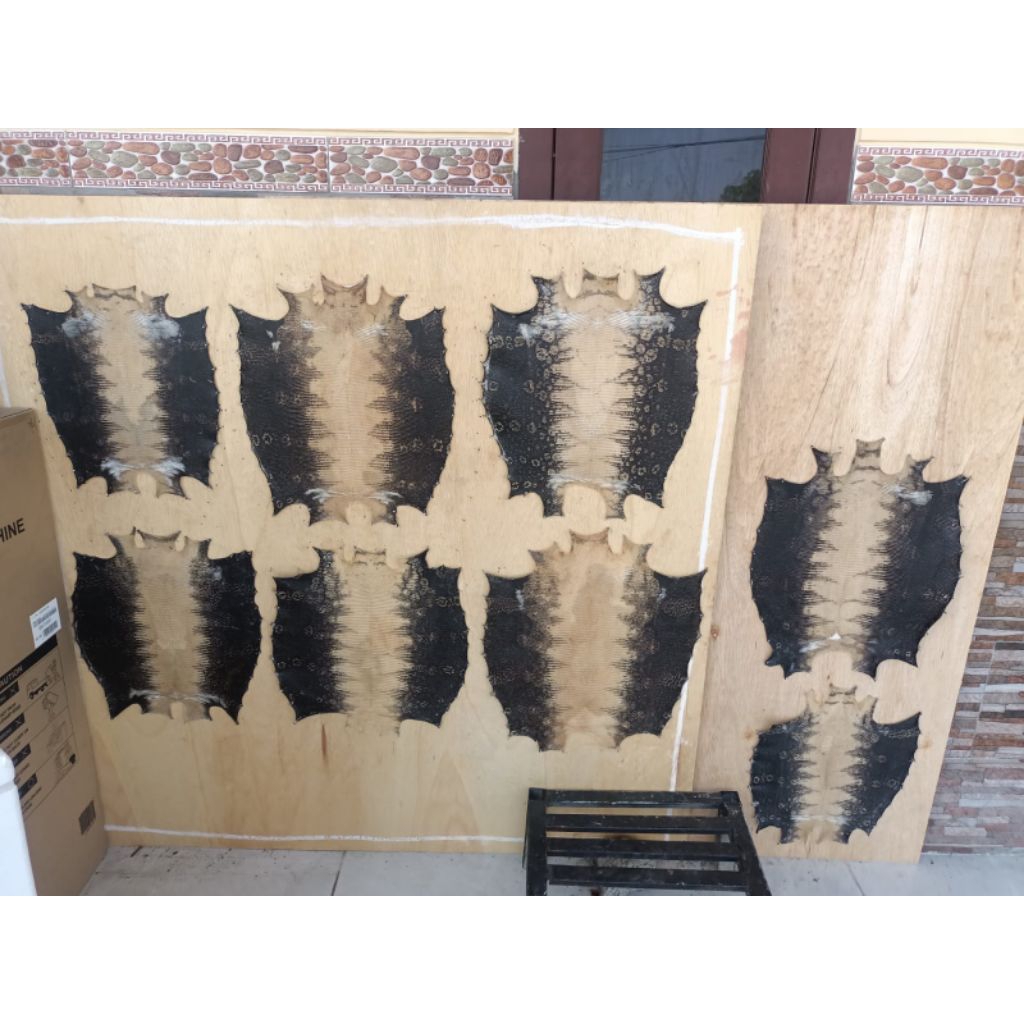 kulit biyawak belah perut