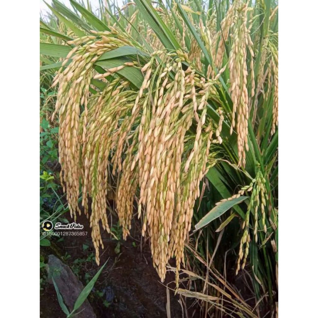 Benih padi cibesi kemasan 5kg, bobot mantap