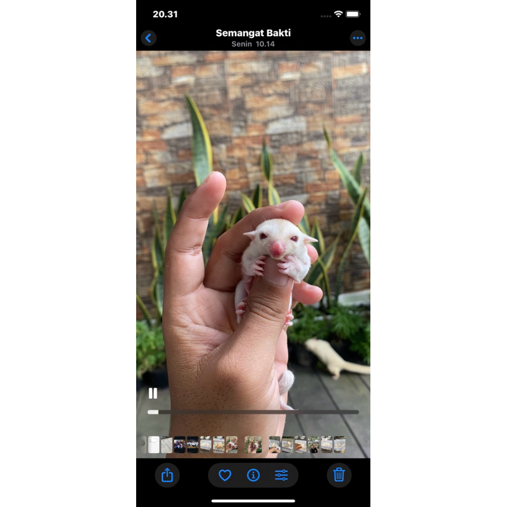 mainan sugar glider albino