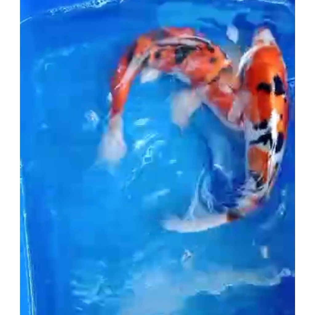 dekorasi Akuarium koi air tawar UTSURi 3 warna Naruto sage mode 10 ekr