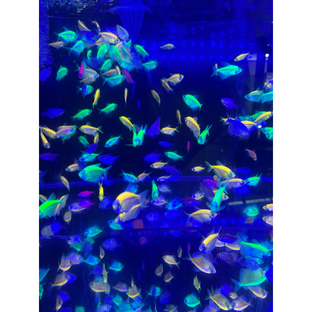 glow fish 50 ekor
