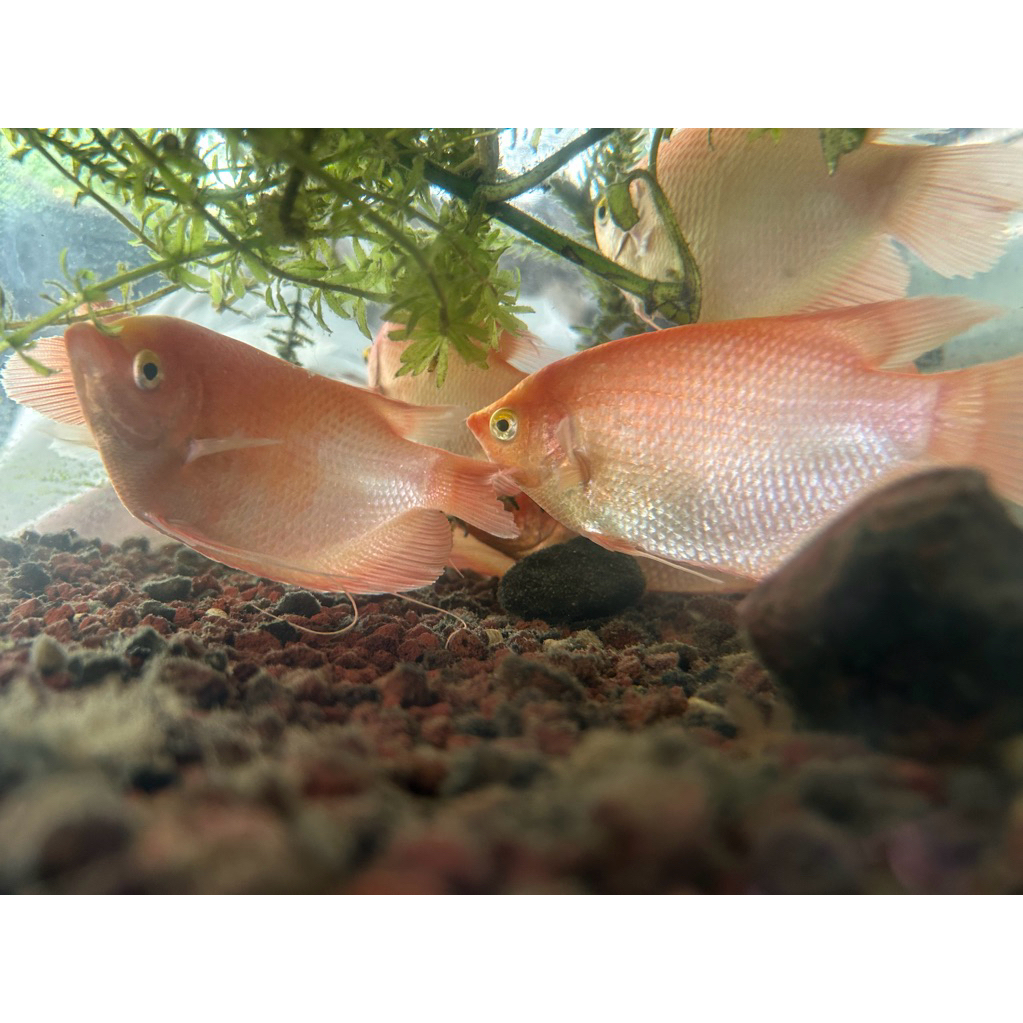 Gurami padang 4 jari -+