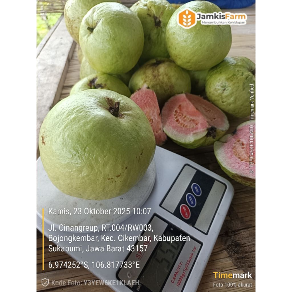 Buah Jambu Kristal Merah Jumbo KMJ 1kg fresh