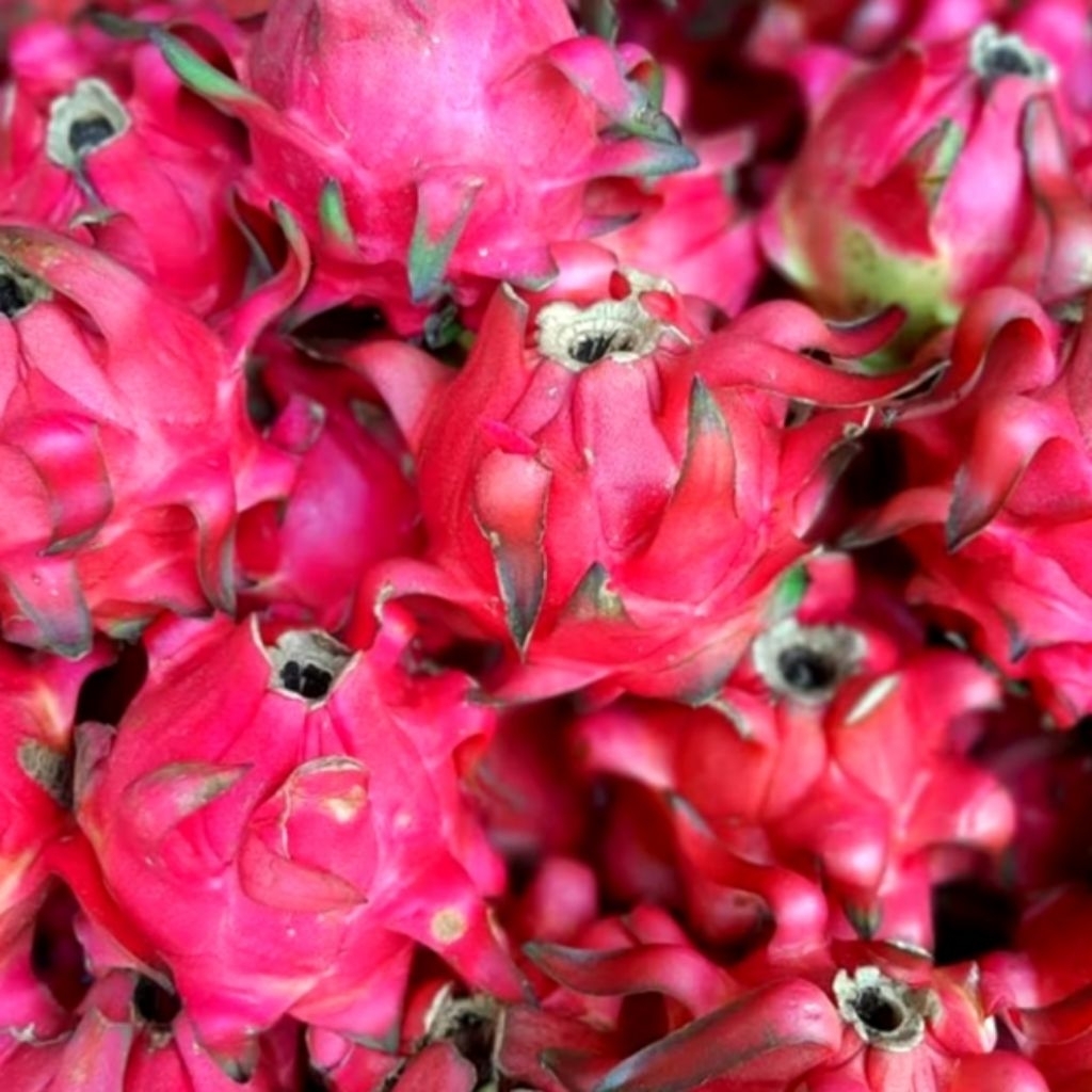 buah naga merah segar 1kg