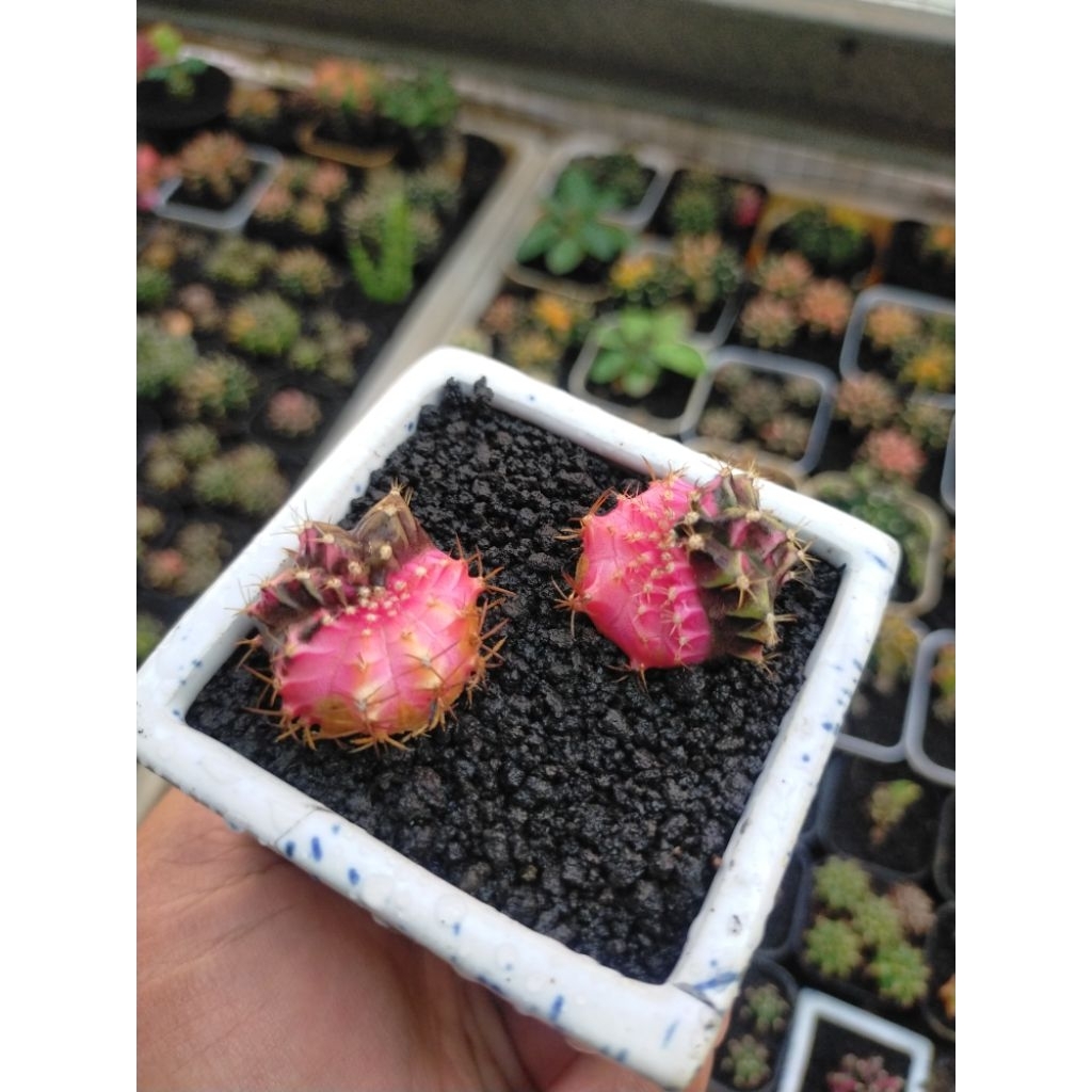 Paket Gymno Miha New Hybrid Variegata Pink Keputihan