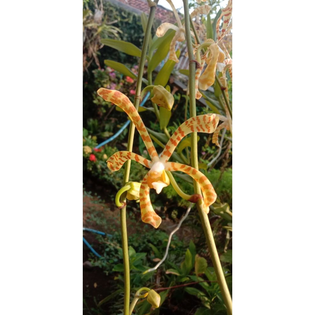 Anggrek tanah, anggrek kuning