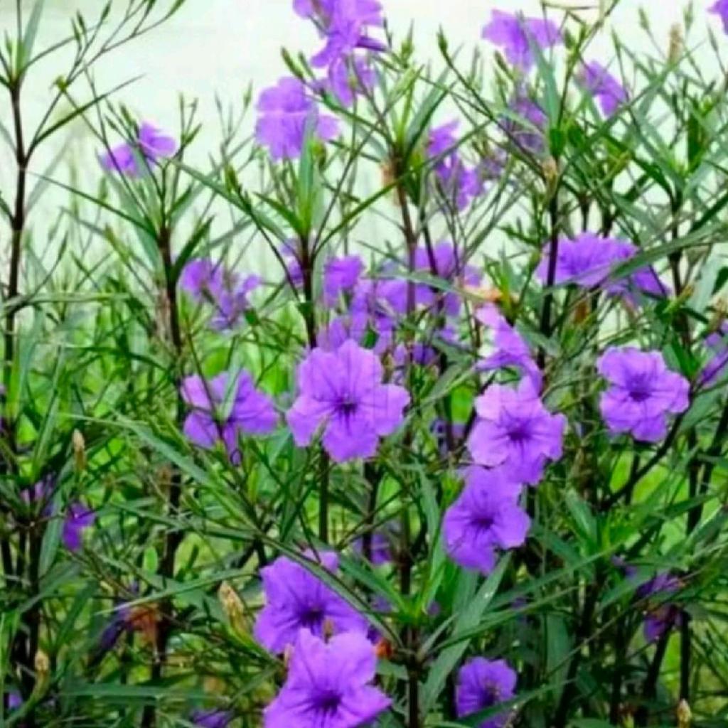 Tanaman Bunga Ruellia Mexicana Pitunia