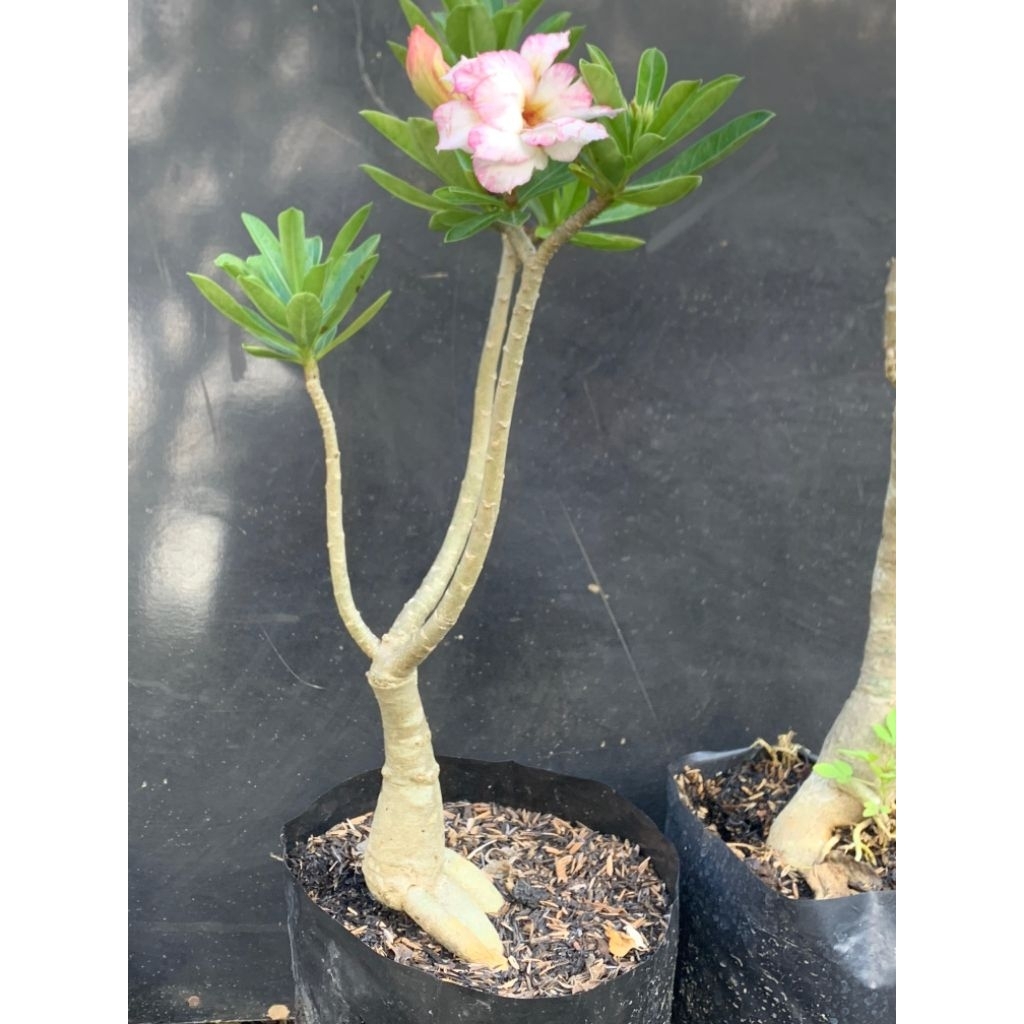 Adenium Kamboja Jepang ID Candik Ayu Tinggi ±60 cm – Bonggol Artistik Bunga Variegata Pink Putih Can