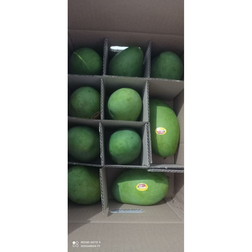 Mangga gadung harum manis clonal Khas Pasuruan