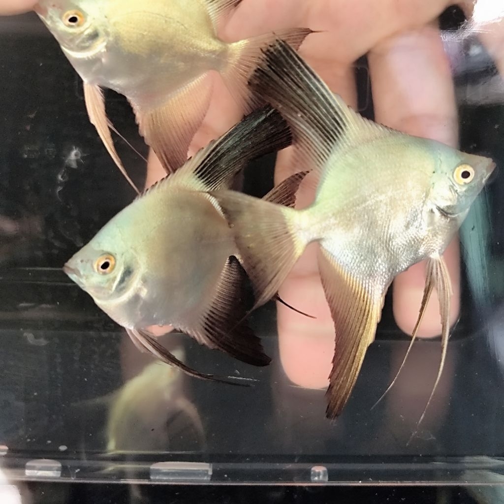 akuarium manfish bsp/layang-layang/manfish/aksesoris