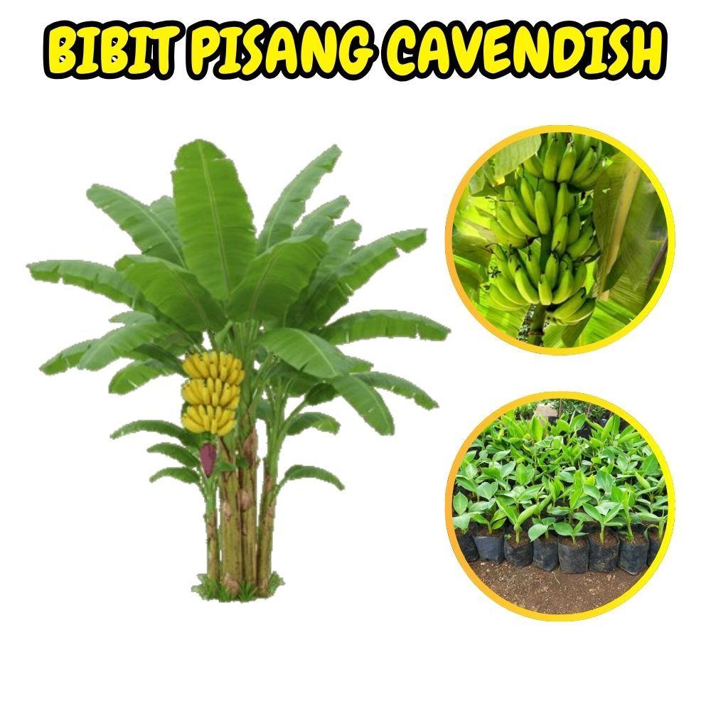 TERJAMIN AMAN  Bibit Pisang Cavendish Pendek - Bibit Pisang Cavendish Sunpride