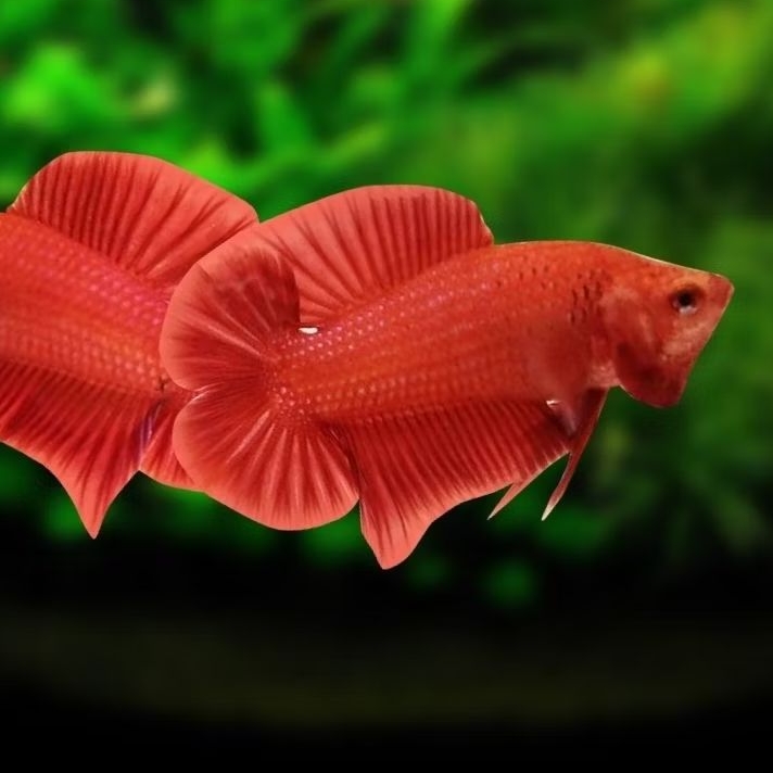Cupang Plakat Double Tail Super Red — Warna Merah Solid, Sirip Lebar Elegan (Male Only)