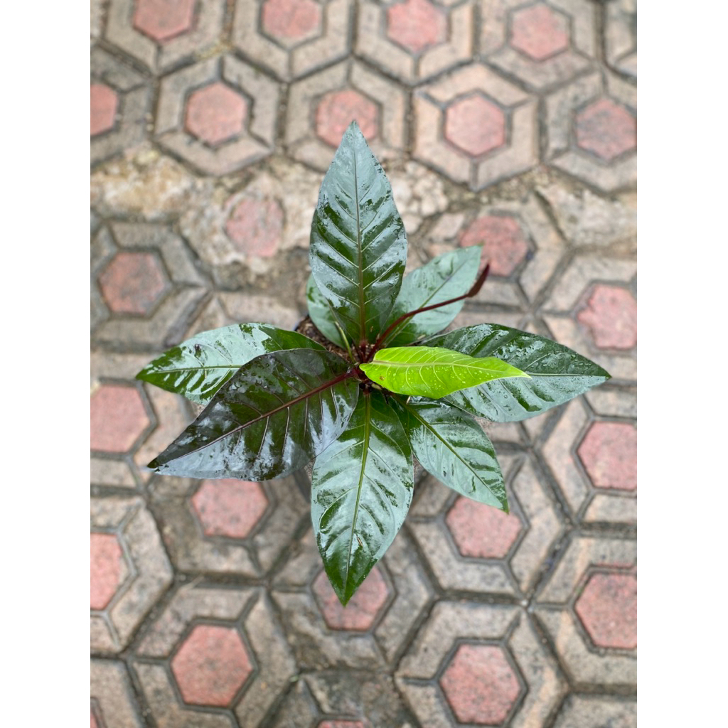 anthurium jemani hookeri black