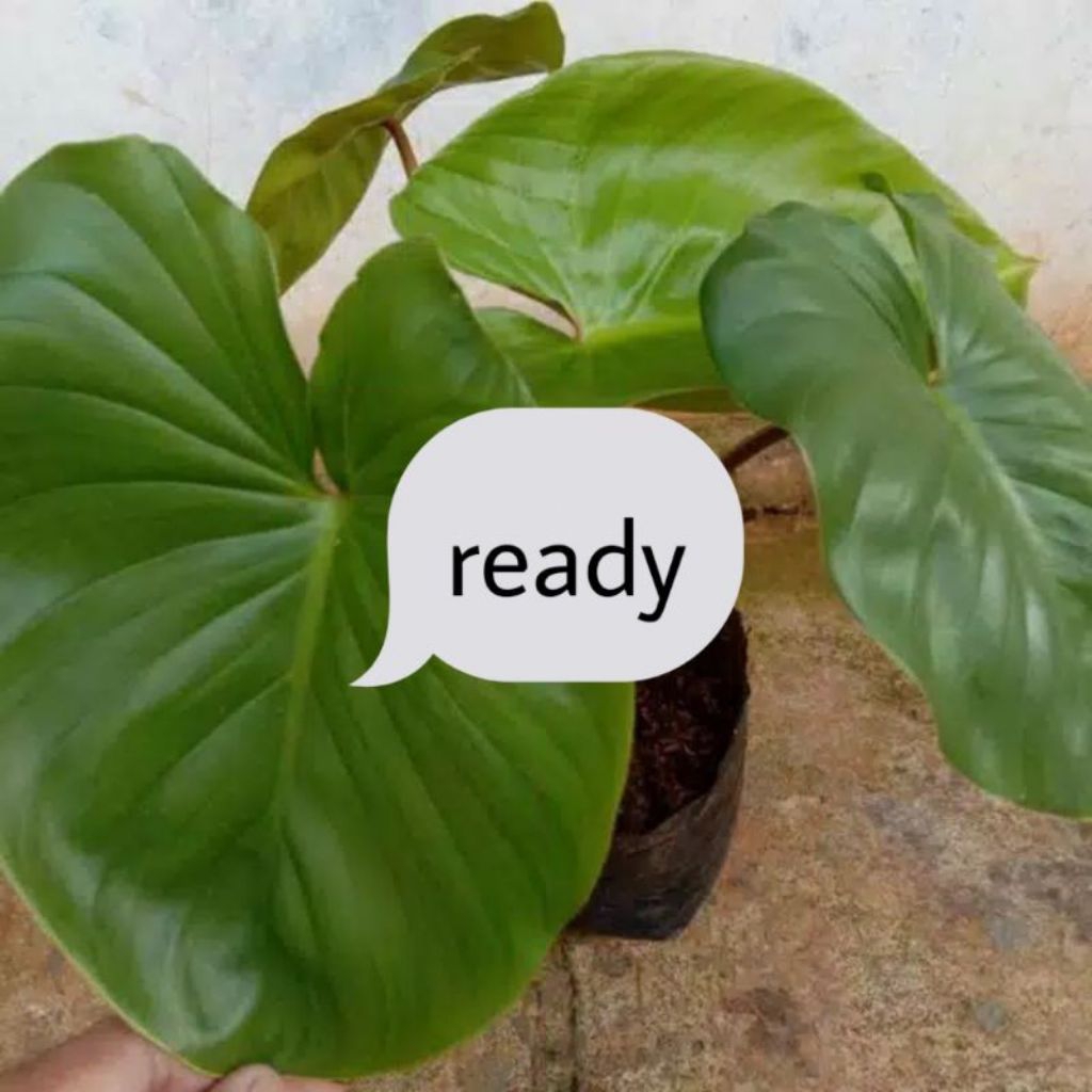 Bibit tanam hias keladi cariang atu Nampu batang hitam