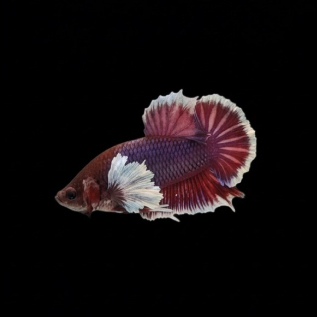 Ikan Cupang > Plakat Dumbo Ear Lavender (Ikan hias)